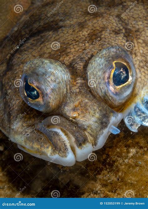 Occult righteye flounder